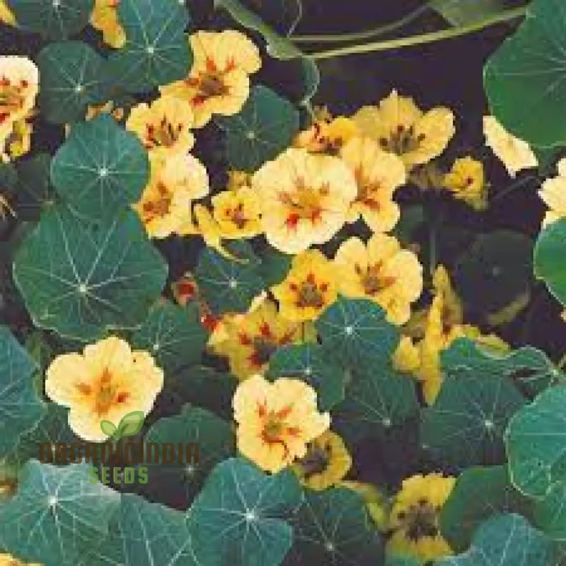 Nasturtium 'Peach Melba' Seeds For Planting: Vibrant Garden Blooms for Your Summer Sanctuary