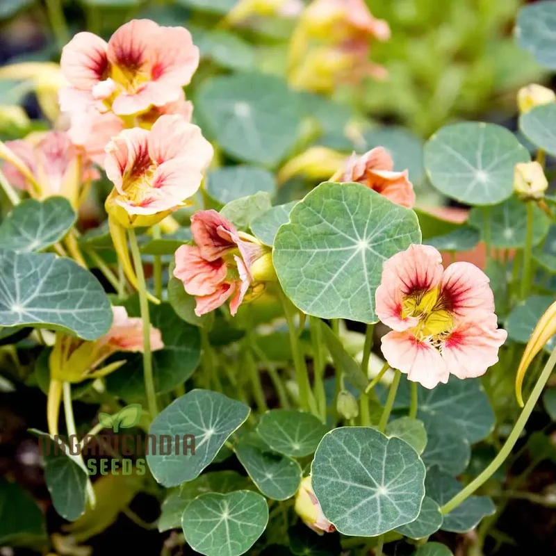 Nasturtium Seeds (Ladybird Rose Nasturtium Seeds) - Stunning Edible Flower Variety