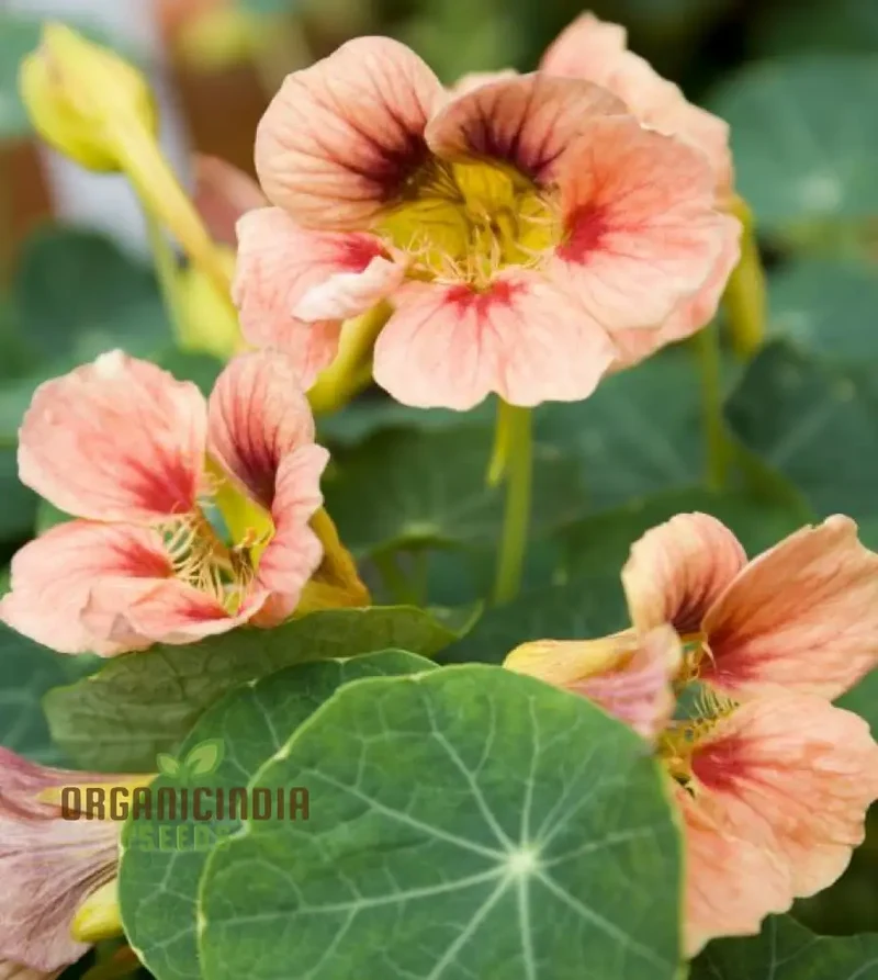 Nasturtium Seeds (Ladybird Rose Nasturtium Seeds) - Stunning Edible Flower Variety