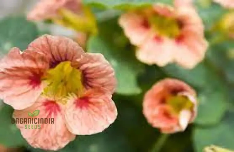 Nasturtium Seeds (Ladybird Rose Nasturtium Seeds) - Stunning Edible Flower Variety
