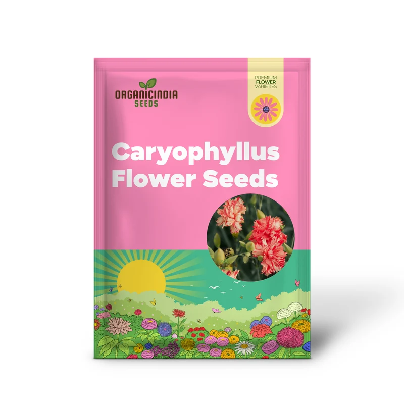 Carnation Caryophyllus Orange Sherbet Seeds - Grow Vibrant Orange Sherbet Carnations in Your Garden