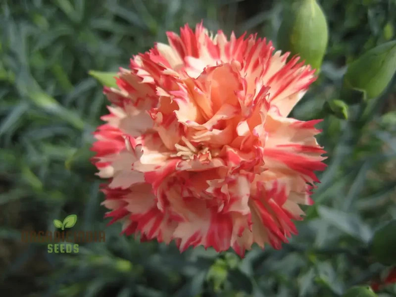 Carnation Caryophyllus Orange Sherbet Seeds - Grow Vibrant Orange Sherbet Carnations in Your Garden