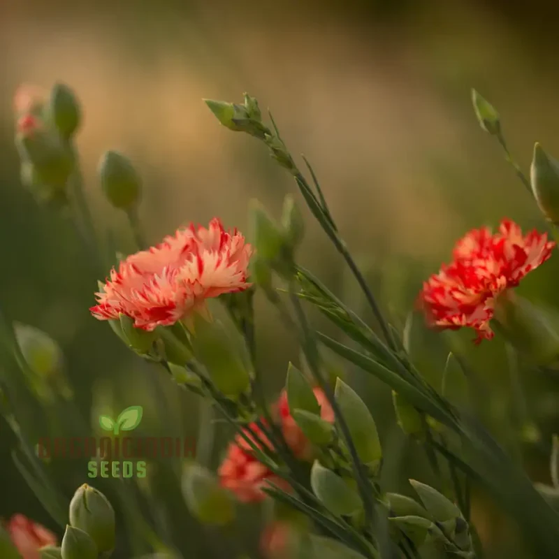 Carnation Caryophyllus Orange Sherbet Seeds - Grow Vibrant Orange Sherbet Carnations in Your Garden