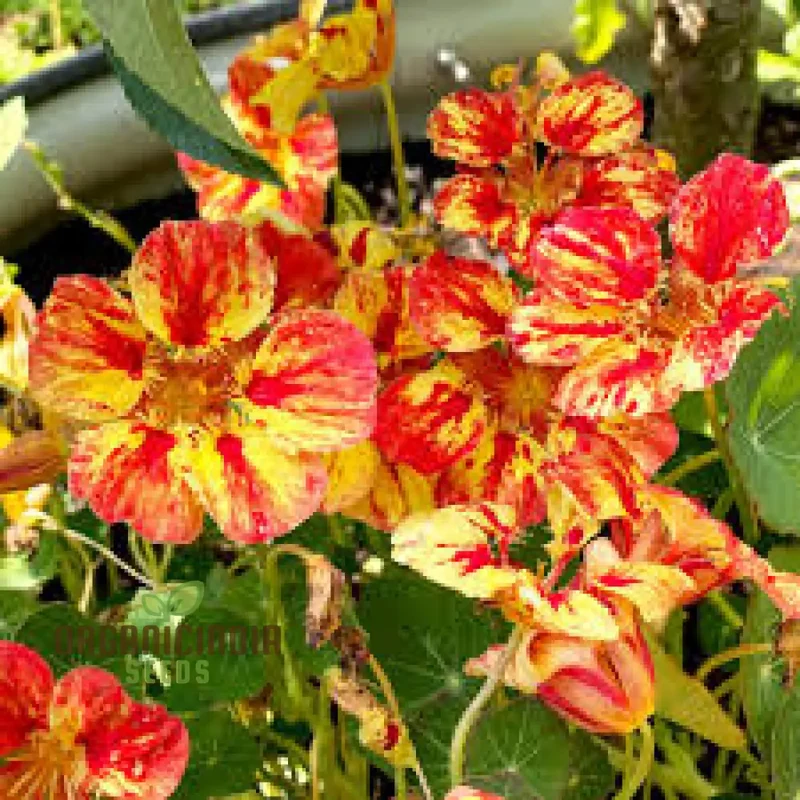 Nasturtium Seeds (Ice Cream Sundae Nasturtium Seeds) - Vibrant Blooms for Gardens & Containers