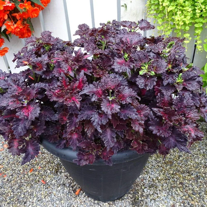 Coleus Black Dragon Seeds Elevate Your Gardening with Striking, Dark-Hued Beauty
