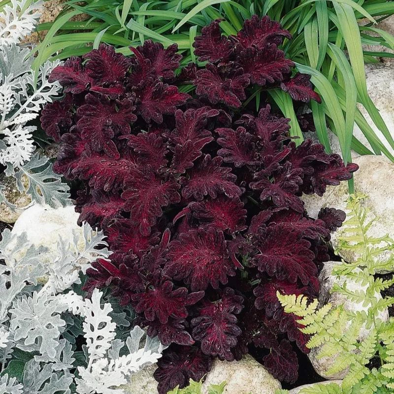 Coleus Black Dragon Seeds Elevate Your Gardening with Striking, Dark-Hued Beauty
