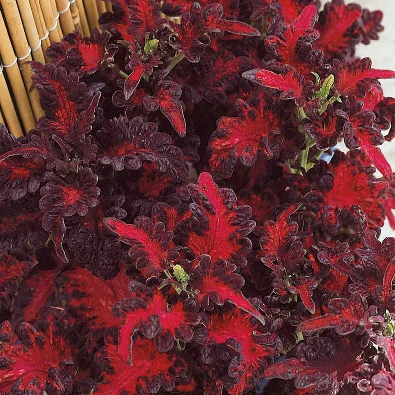 Coleus Black Dragon Seeds Elevate Your Gardening with Striking, Dark-Hued Beauty