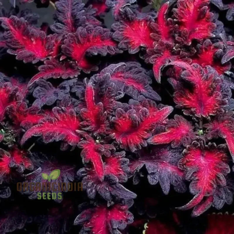 Coleus Black Dragon Seeds Elevate Your Gardening with Striking, Dark-Hued Beauty