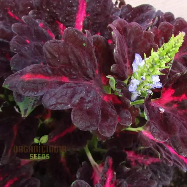 Coleus Black Dragon Seeds Elevate Your Gardening with Striking, Dark-Hued Beauty