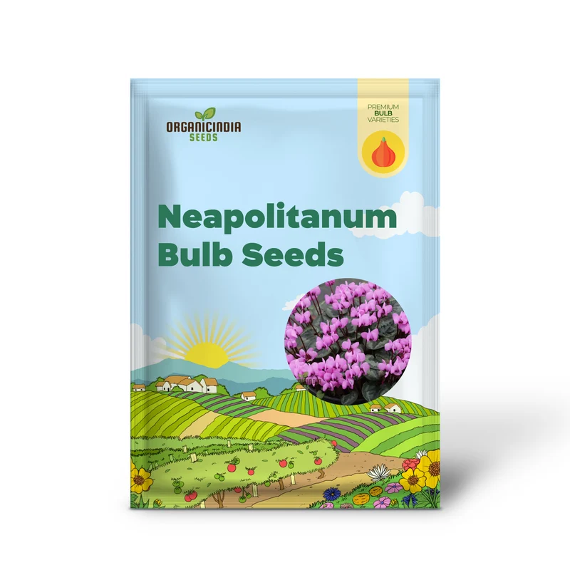Cyclamen Neapolitanum Bulb Seeds, Cultivating Grace and Elegance in Your Garden with Expert Bulb Planting and Gardening (3 Bulbs For Planting)