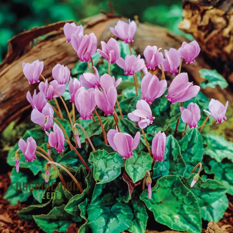 Cyclamen Neapolitanum Bulb Seeds, Cultivating Grace and Elegance in Your Garden with Expert Bulb Planting and Gardening (3 Bulbs For Planting)
