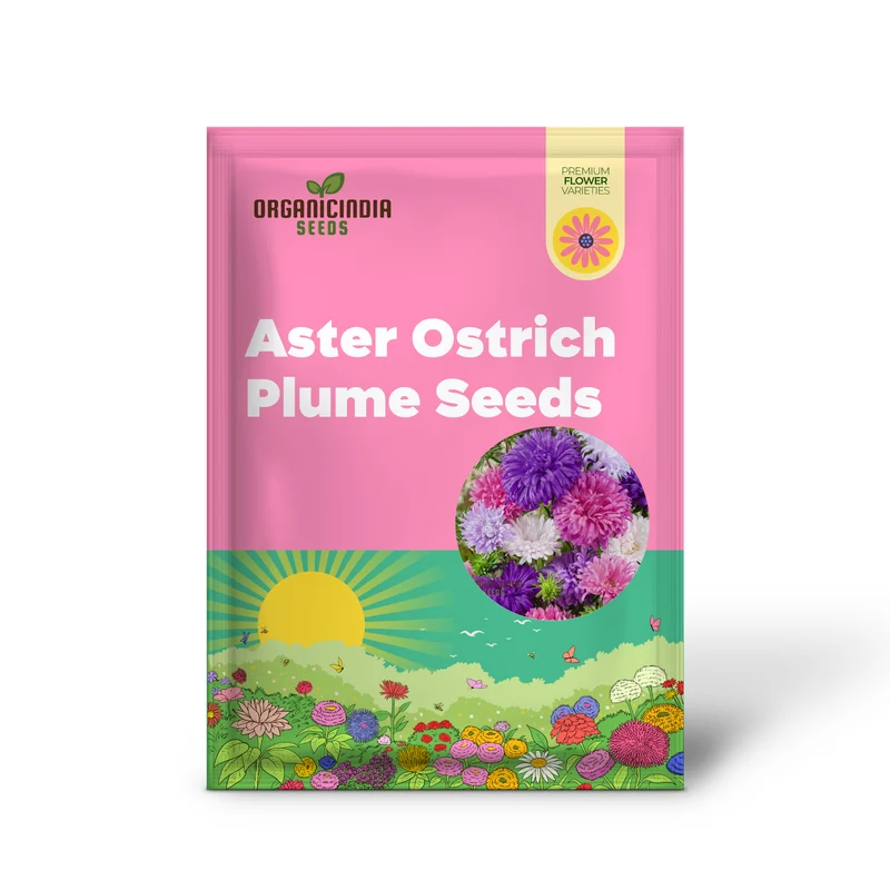 Aster Ostrich Plume Seeds - Cultivate Elegant, Feathery Blooms for Your Garden
