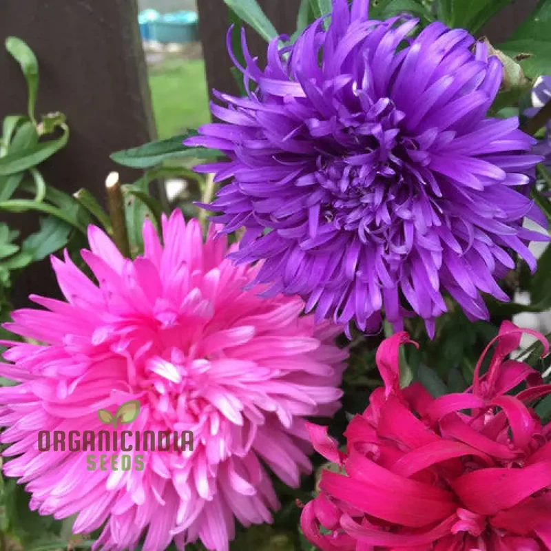 Aster Ostrich Plume Seeds - Cultivate Elegant, Feathery Blooms for Your Garden