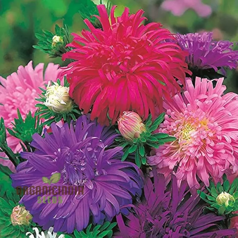 Aster Ostrich Plume Seeds - Cultivate Elegant, Feathery Blooms for Your Garden