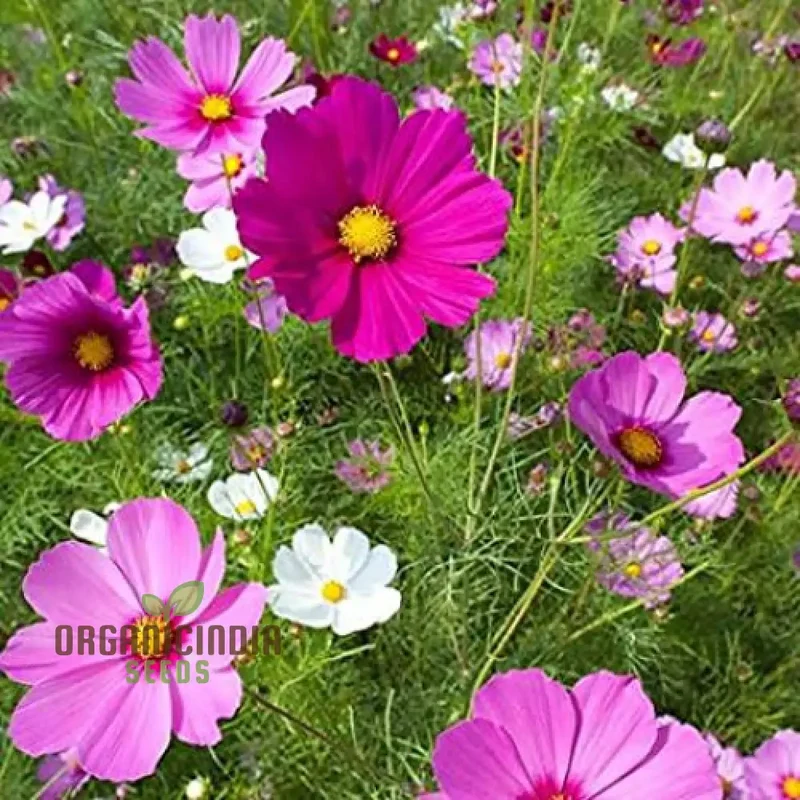 Cosmos Breeders Choice Mixed Flower Seeds For Planting: Premium Garden Delight for Vibrant Blooms and Endless Variety"