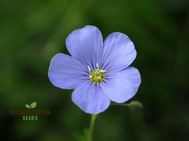 Linum Perenne (Perennial Flax) Flower Seeds, Cultivate Long-lasting Beauty in Your Garden with Expert Seed Planting and Gardening