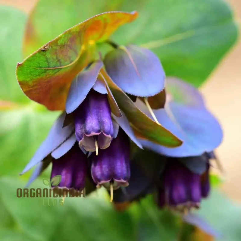 Cerinthe Seeds (Cerinthe Major Purpurascens Seeds) - Striking Unusual Blooms for Gardens