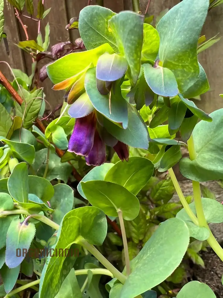 Cerinthe Seeds (Cerinthe Major Purpurascens Seeds) - Striking Unusual Blooms for Gardens