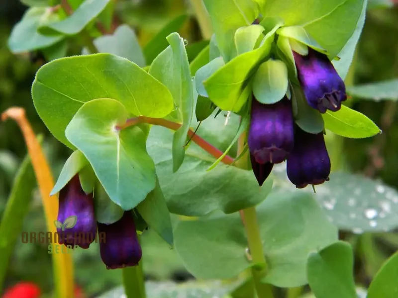 Cerinthe Seeds (Cerinthe Major Purpurascens Seeds) - Striking Unusual Blooms for Gardens