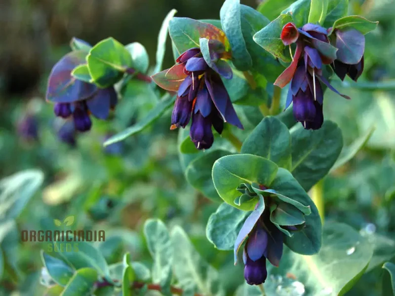 Cerinthe Seeds (Cerinthe Major Purpurascens Seeds) - Striking Unusual Blooms for Gardens