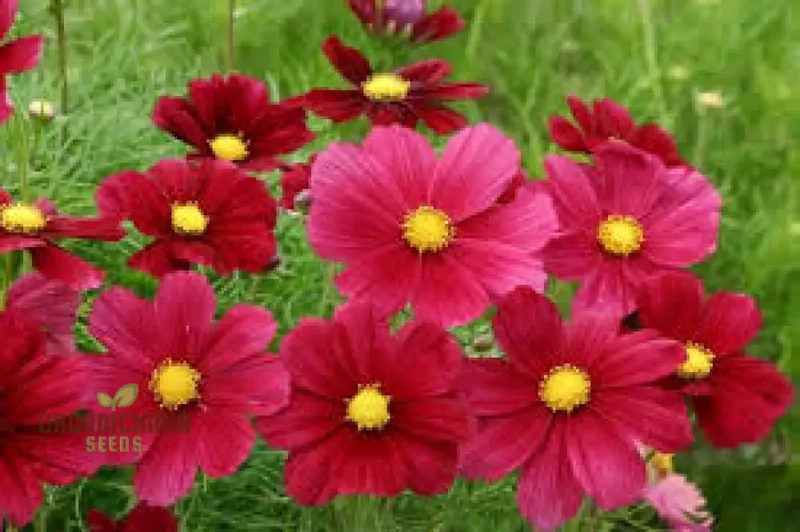 Cosmos Bipinnatus Rubinato Flower seeds For Planting: Vibrant Garden Delight for Your Blooming Oasis"