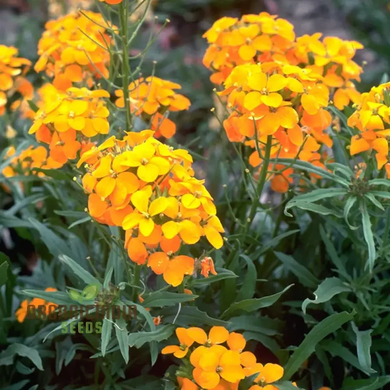 Cheiranthus Allionii Seeds - Grow Vibrant and Fragrant Wallflower Allionii in Your Garden