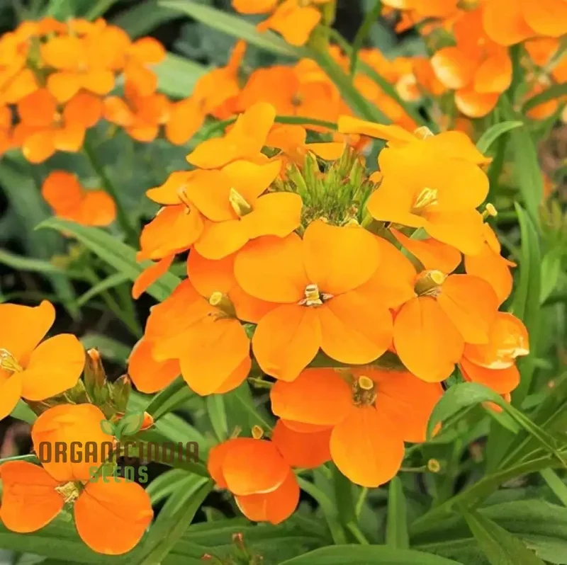 Cheiranthus Allionii Seeds - Grow Vibrant and Fragrant Wallflower Allionii in Your Garden
