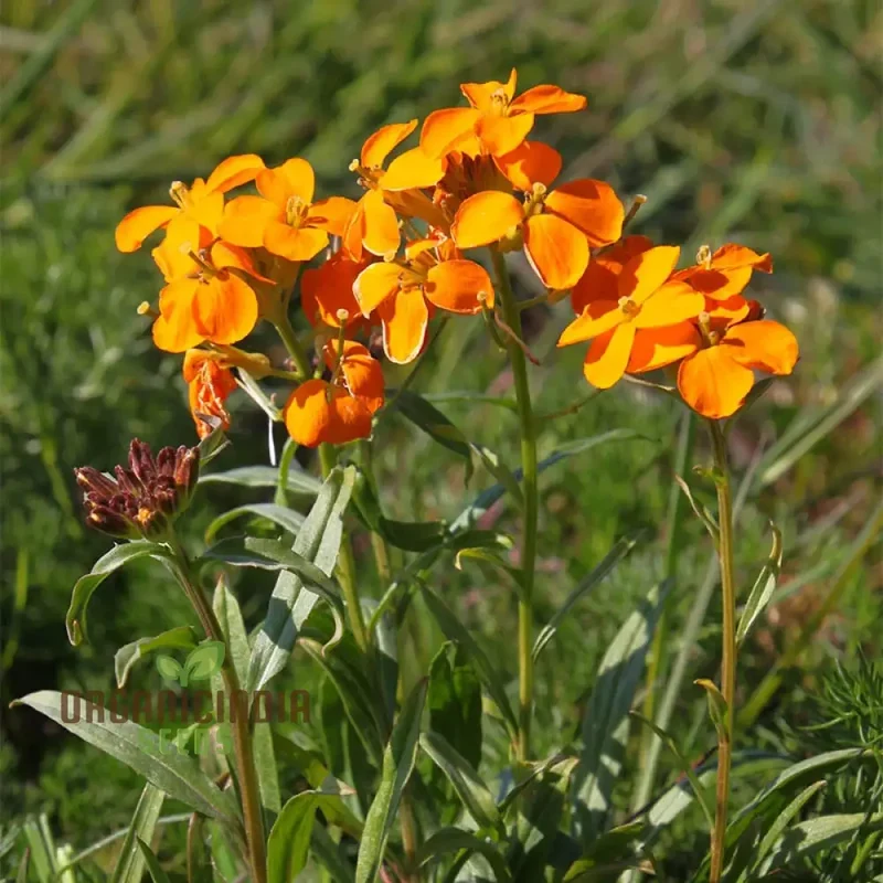 Cheiranthus Allionii Seeds - Grow Vibrant and Fragrant Wallflower Allionii in Your Garden