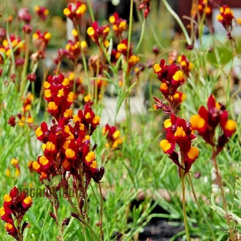 Linaria Spanish Dancer Flower Seeds, Brighten Your Garden with Colorful Blooms Using Expert Seed Planting and Gardening Techniques
