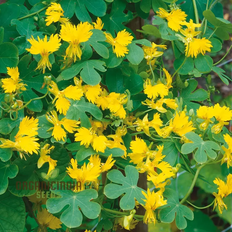 Canary Creeper (Tropaeolum peregrinum) Seeds for Vibrant Blooms and Lush Greenery in Your Gardening Oasis!