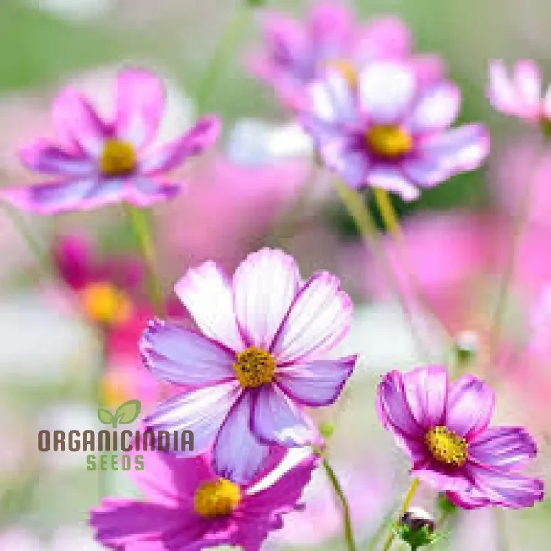 Cosmos Bipinnatus Dwarf Purple Picotee Flower Seeds For Planting: The Perfect Addition to Your Garden for Vibrant, Easy-to-Grow Blooms All Season Long