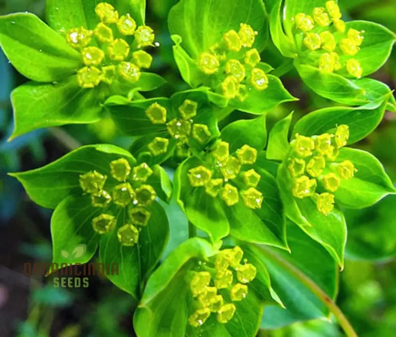 Bupleurum Griffiti Seeds: Elevate Your Gardening Experience with Unique and Beautiful Ornamental Plants!