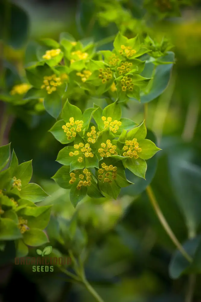 Bupleurum Griffiti Seeds: Elevate Your Gardening Experience with Unique and Beautiful Ornamental Plants!