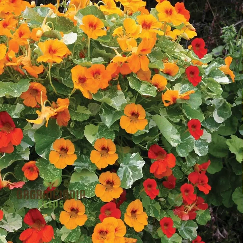 Nasturtium Climbing Mix Flower Seeds, Transform Your Garden with Vibrant Blooms and Expert Planting and Gardening