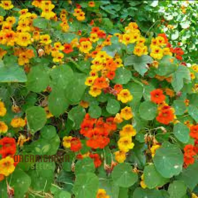 Nasturtium Climbing Mix Flower Seeds, Transform Your Garden with Vibrant Blooms and Expert Planting and Gardening
