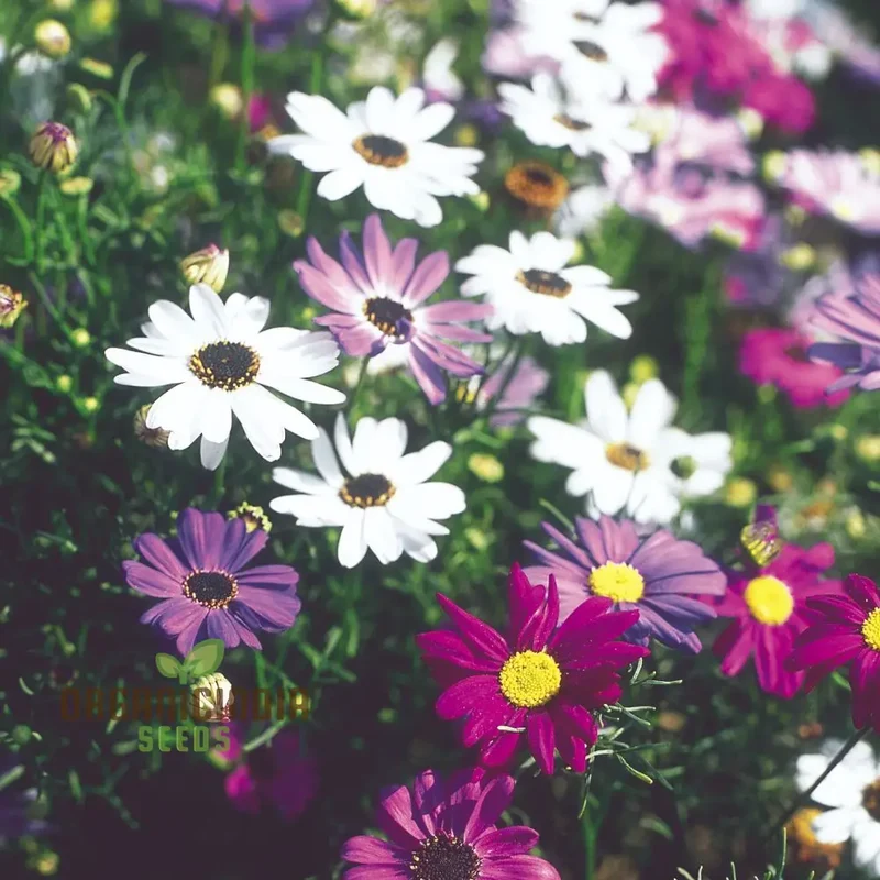 Brachycome Iberidifolia Mixed Seeds for Your Garden - Enhance Your Gardening Experience with a Variety of Vibrant Blooms!