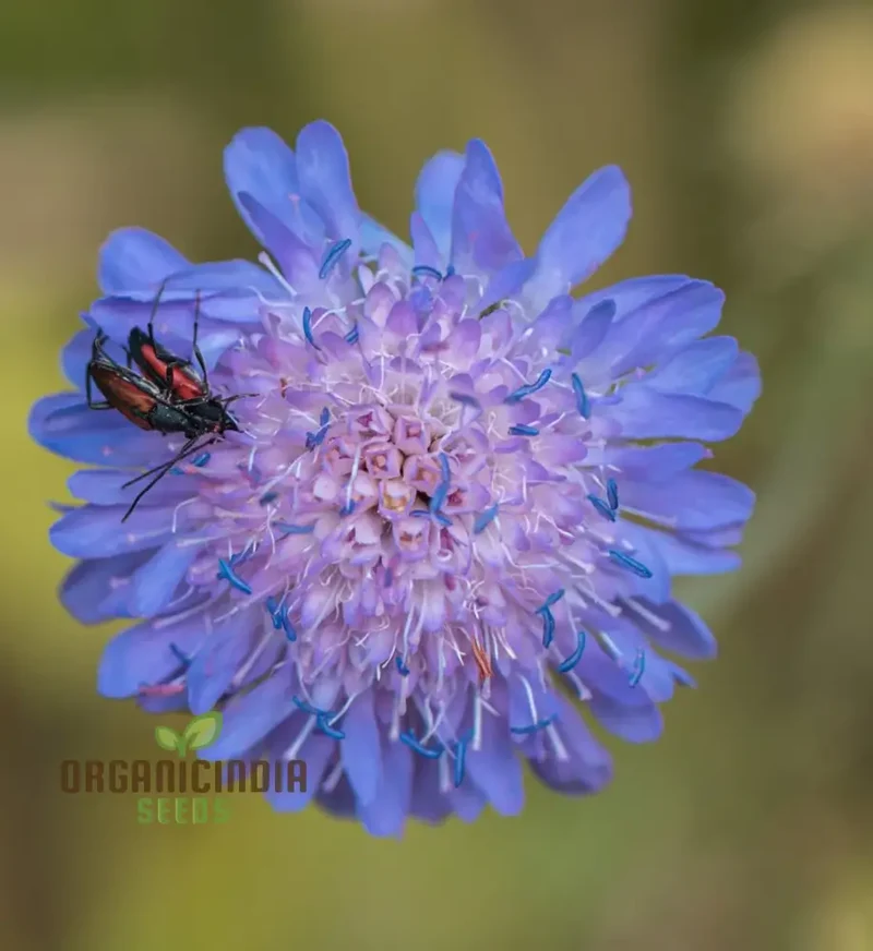 Scabiosa Atropurpurea Oxford Blue Seeds - Grow Beautiful and Elegant Oxford Blue Scabiosa Flowers in Your Garden