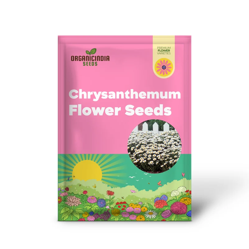 Chrysanthemum Snowland: Premium Seeds for Enthusiastic Gardeners Seeking Vibrant Blooms