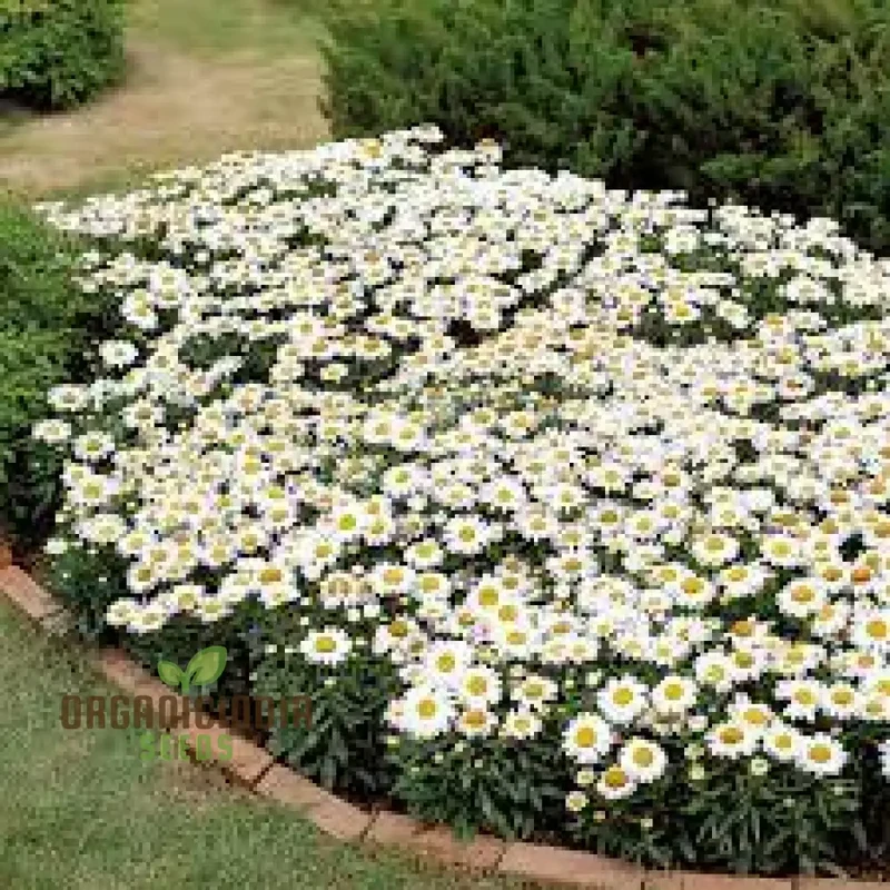 Chrysanthemum Snowland: Premium Seeds for Enthusiastic Gardeners Seeking Vibrant Blooms