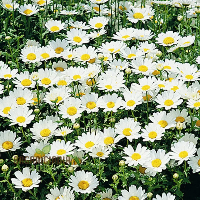Chrysanthemum Snowland: Premium Seeds for Enthusiastic Gardeners Seeking Vibrant Blooms