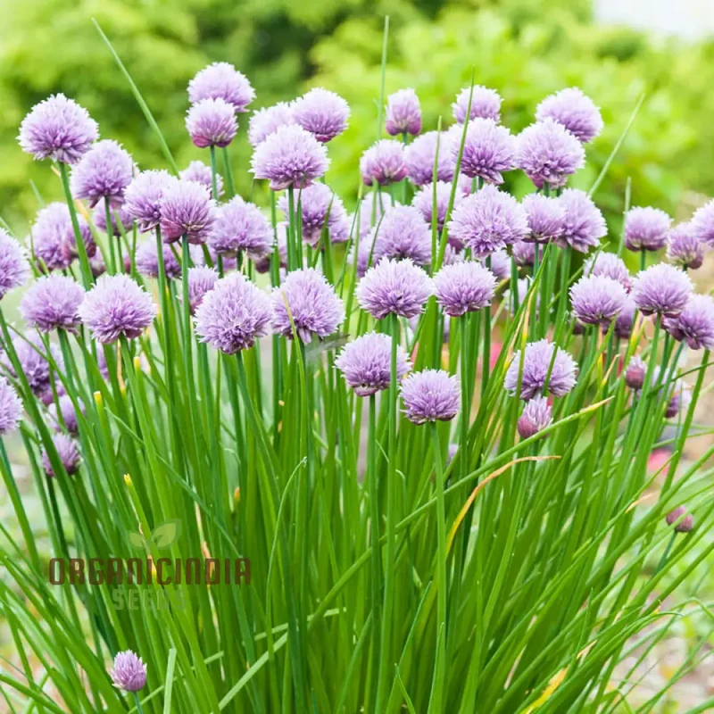 Chives - Perennial Flower Seeds, Enhance Your Garden with Flavorful Blooms and Expert Planting Tips