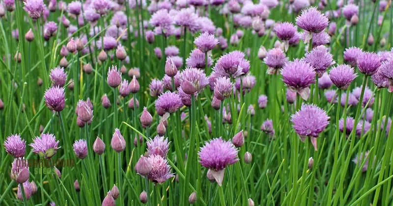Chives - Perennial Flower Seeds, Enhance Your Garden with Flavorful Blooms and Expert Planting Tips
