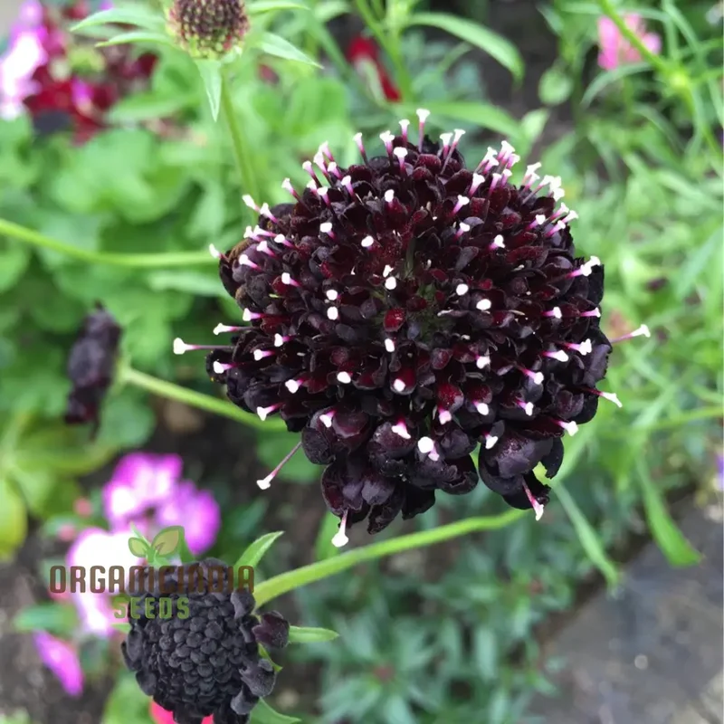Scabiosa Atropurpurea Black Knight Seeds - Cultivate Striking and Dark Black Knight Scabiosa Flowers in Your Garden