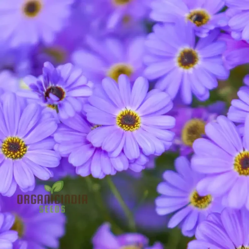 Brachycome Brachy Blue (Swan River Daisy) Seeds ,Grow Beautifully with These Charming Additions to Your Gardening Collection!