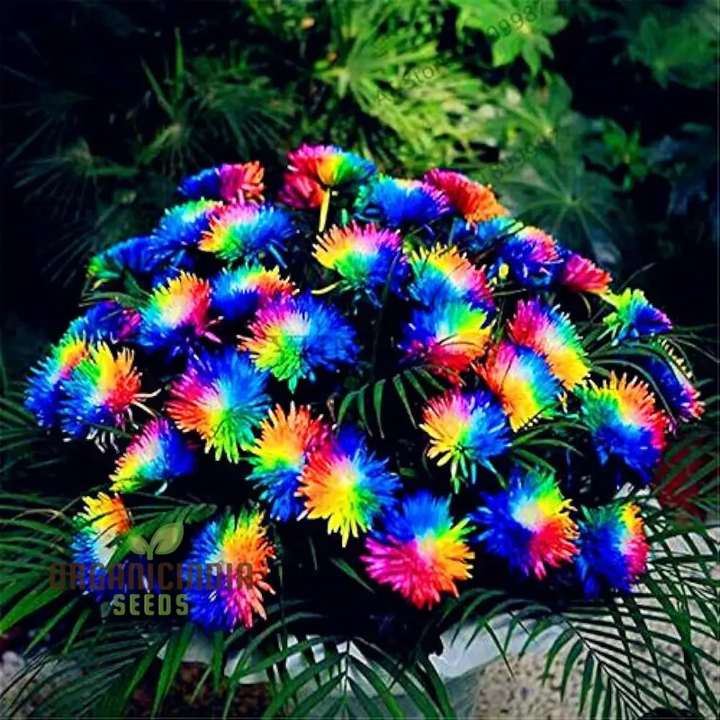 Chrysanthemum Rainbow Seeds: Delightful Gardening Gems for Your Colorful Oasis
