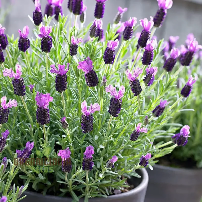 French Lavender (Lavandula Stoechas) Flower Seeds for Planting,Cultivating Fragrance and Beauty in Your Garden
