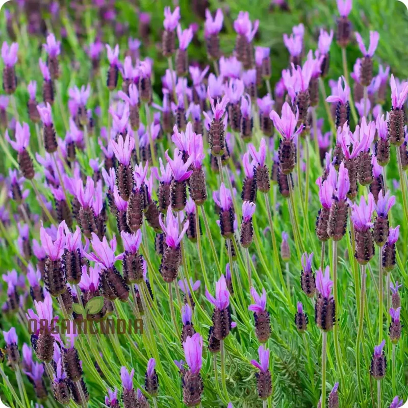 French Lavender (Lavandula Stoechas) Flower Seeds for Planting,Cultivating Fragrance and Beauty in Your Garden
