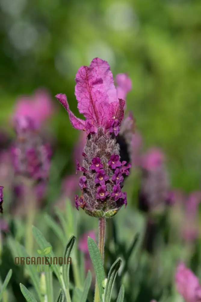 French Lavender (Lavandula Stoechas) Flower Seeds for Planting,Cultivating Fragrance and Beauty in Your Garden