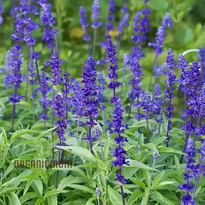 Salvia Farinacea Victoria Seeds - Grow Stunning and Regal Victoria Salvia Farinacea in Your Garden