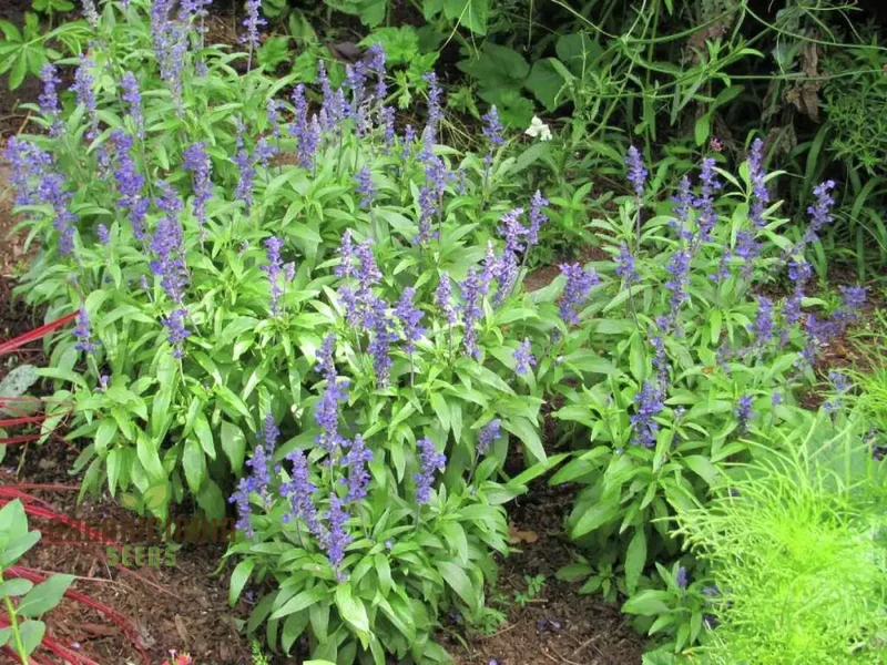 Salvia Farinacea Victoria Seeds - Grow Stunning and Regal Victoria Salvia Farinacea in Your Garden